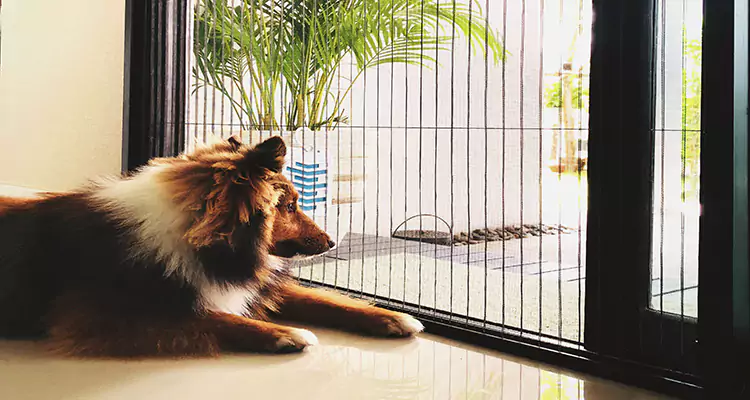Sliding Screen Pet Door Repair in Fleming Island, FL