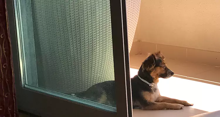 French Door Pet Screen Repair in Fleming Island, FL